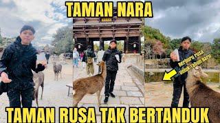 TAMAN NARA | TAMAN RUSA DI JEPANG YANG INDAH 