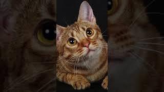 Звук кошки которая зовет кота. Кошка мяукает. Animals sound Cat sound Animals, звуки животных