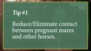 Clinical Tips in Equine Reproduction: Vaccination of pregnant mares to prevent EHV-1 abortion