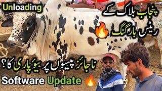 Cattle Rates & Bargaining | Punjab General Block | Northern Bypass Cow Mandi | Bakra Eid 2024