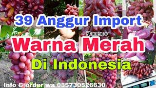 Jenis Anggur Import Warna Merah