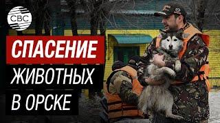 Герои на фоне стихии: Жители Орска и Новотроицка спасают животных в затопленных районах