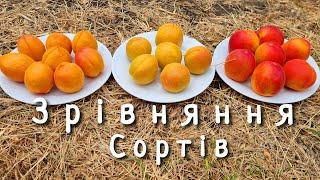 Зрівняння ранніх сортів абрикоса. Пріція / Вондер Кот / Ерлі Ред Оранж