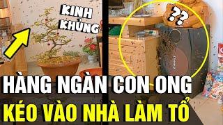 Ong 'KÉO THÀNH ĐÀN' vào nhà làm tổ, cô gái 'ĐĂNG ĐÀN CẦU CỨU' cư dân mạng | Tin Nhanh 3 Phút