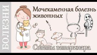 Мочекаменная болезнь у котов, собак. Советы ветеринара