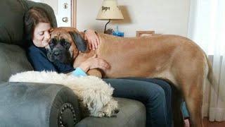 Big Dogs Who Think They're Lap Dogs Funny Dog Videos
