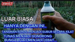 RESEP RAHASIA TANAMAN KERDIL MENJADI SUBUR SECARA CEPAT TUNAS GONDRONG BUNGA BUAH LEBAT