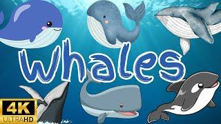 learning video of whales for kids