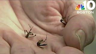 2nd human case of West Nile Virus found in Mass. this season