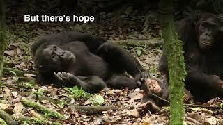 Happy World Chimpanzee Day!