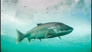 INSANE Underwater footage Compilation of HUGE LAKE TROUT! - Big Fish Strikes Only!!!
