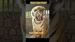 Angry Tiger Roar-Angry Tiger Growl