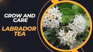 Labrador Tea: How to Grow and Care for this Aromatic Plant | Labrador Tea Shrub Growing Requirements