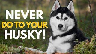 5 Things You Must Never Do to Your Siberian Husky
