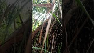 sarang madu hutan Sumatera