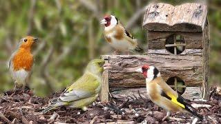 Beautiful Garden Birds at The Log House - Greenfinch, Bullfinch, Goldfinch, Robin, Dunnock & More