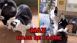 MAX HACE DE PADRE del CACHORRO BALTO