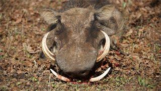 Hunting Warthog in South Africa