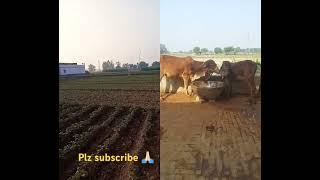 #farmer #villagelife #agriculture #nature #kisan #kheti #farming