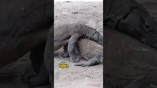 Intense Battles of Komodo Dragons: Power Struggles for Territory and Mates #animals #youtubeshorts