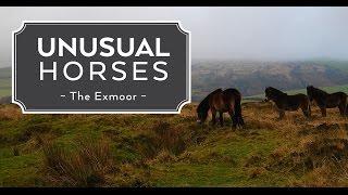 Unusual Horses: The Exmoor