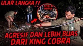 INILAH ULAR KEPALA MERAH!!SANGAT MEMATIKAN DAN LANGKA,PENGHUNI HUTAN SUMATERA