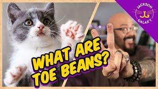 What Are Toe Beans? | Cat Daddy Dictionary