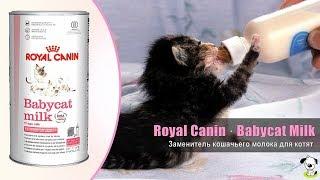 Заменитель кошачьего молока · Royal Canin Babycat Milk · Молоко для котят