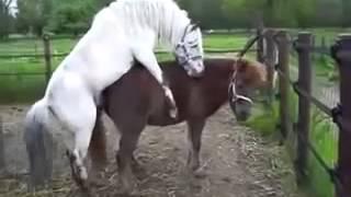 Спаривание Лошади С Пони Horses Mating With Pony Спаривание Лошади С Пони