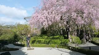 おうちでお花見　～作庭編～　Enjoy sakura at home ~Making garden~ by 妙心寺退蔵院 Taizoin Zen Buddhist Temple