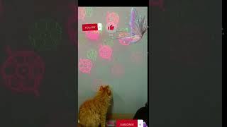 قططکیوت قطط کیوت#ytshorts #viral #cats #cutecat #reelsviral #short #shortvideo#animals #fyp#ytshort