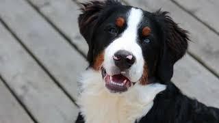 List of 31 Herding Dog Breeds