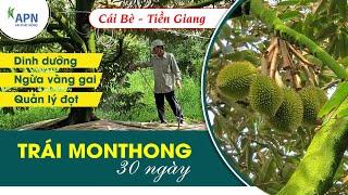 APN - CHĂM SÓC TRÁI SẦU RIÊNG MONTHONG 30 NGÀY | DINH DƯỠNG - NGỪA VÀNG GAI - QUẢN LÝ ĐỌT