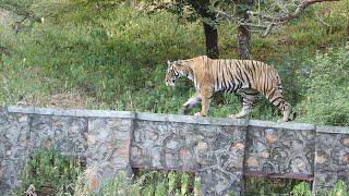 Tigress t83 in ranthambhore on the road | Short Vlog | Zak khan vlogs