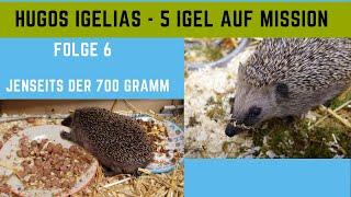 Hugos Igelias Folge 6 - Jenseits der 700 Gramm