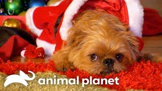 Holiday Cheer with Cute Baby Animals | Too Cute! | Animal Planet