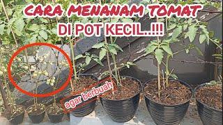 car menanam tomat di pot kecil‼️agar tetap berbuah.#tomat #tomato  #garden