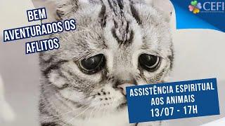 Assistência aos animais: Bem aventurado os aflitos