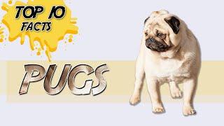 Pugs - Top 10 Facts About That Make Owners Cry