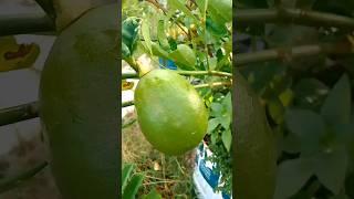 Lemon Fruit Tree #yooragardentips #gardening#farming  #lemon#lemonfruit#short#shortvideo