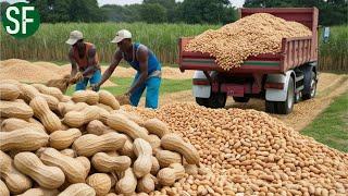 Peanut Harvesting Machine - Peanut Butter Factory Process I Farming Documentary