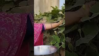 #Small kaddu recipe.#Simran food vlog.