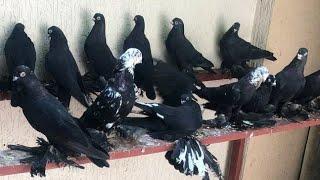 Голуби  Ташкента Д.Дилшода Pigeons