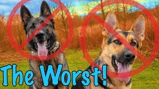 12 Reasons Not to Get a German Shepherd!