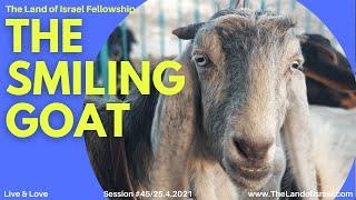 The Smiling Goat - Ari Abramowitz: The Land of Israel Network