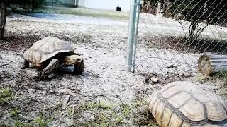 Large African Sulcata Tortoise Group Gets New Pasture And We Harvested Some Bamboo Too!