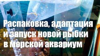 Распаковка, адаптация и запуск новой рыбы в морской аквариум