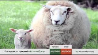 Аллергическая реакция на овечью шерсть