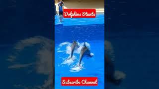 Stunt show of Dolphins  #youtube #viral #shorts #dolphin