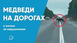 Медведи на дорогах и эпичная погоня. Подборка конфликтов на дороге